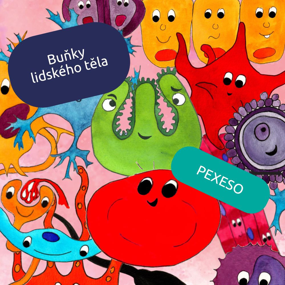 Pexeso: Buňky krevního řečiště