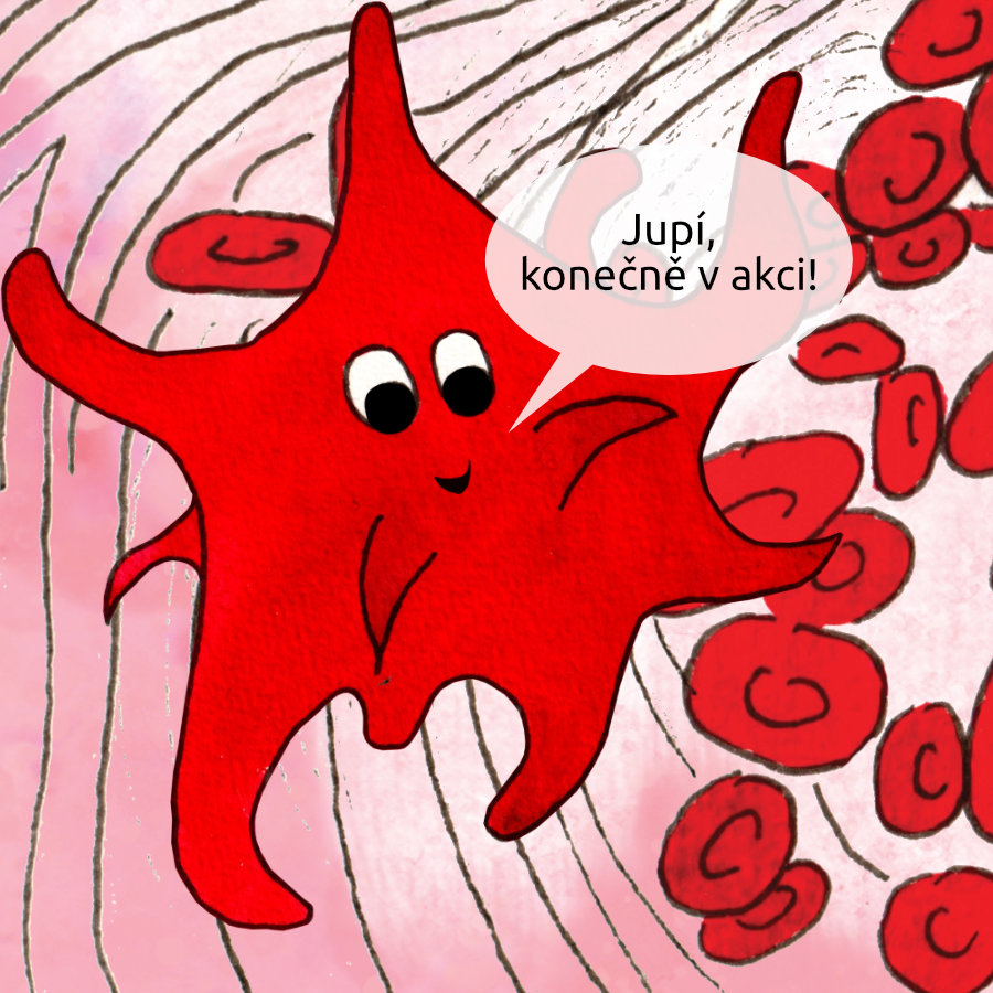 Krevní destička volá: Jupí, konečně v akci!