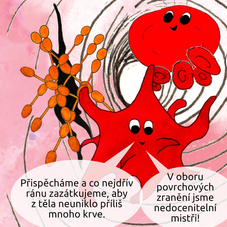 Krevní destička vzpomíná, jak trombocyty přispěchají a co nejdřív ránu zazátkují, protože jsou nedocenitelní mistři v oboru povrchových zranění
