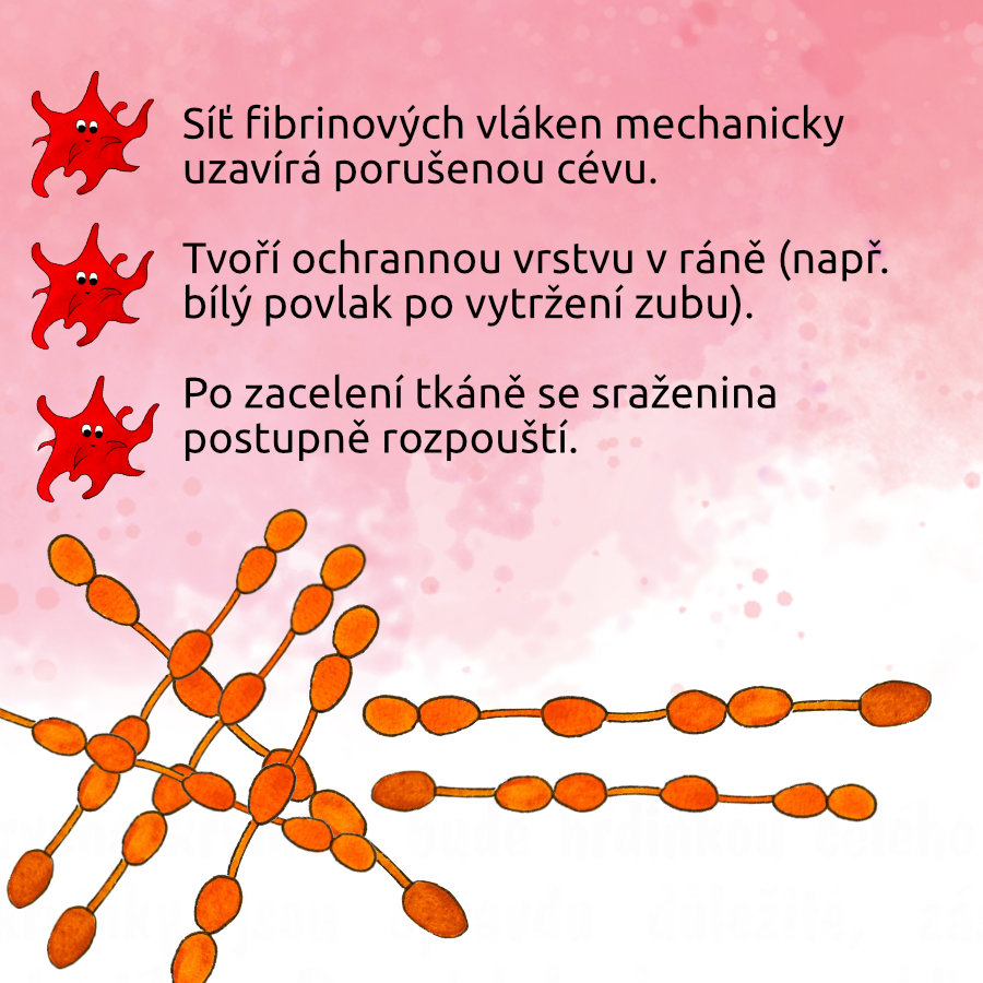 Fakta o fibrinu: síť fibrinových vláken mechanicky uzavírá porušenou cévu, tvoří ochrannou vrstvu v ráně (např. bílý povlak po vytržení zubu), po zacelení tkáně se sraženina postupně rozpouští
