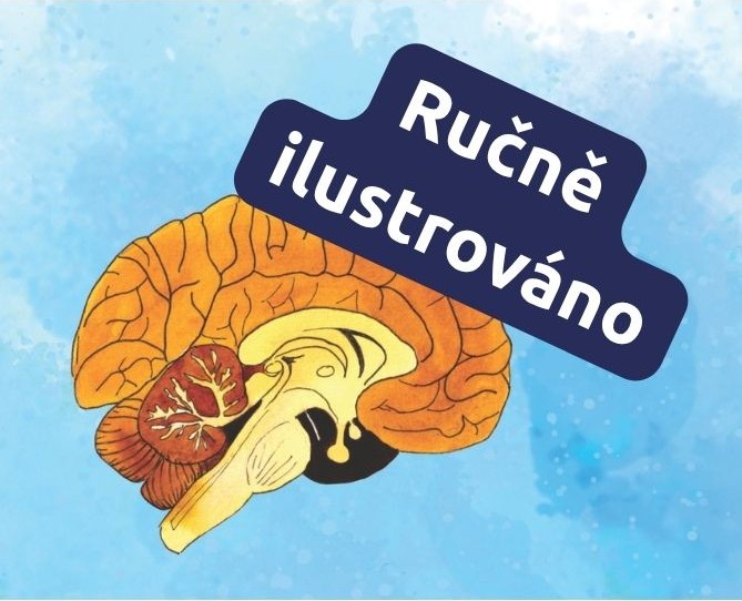 Ručně ilustrováno - ukázka ilustrace mozku z materiálů Dobrodružství červené krvinky