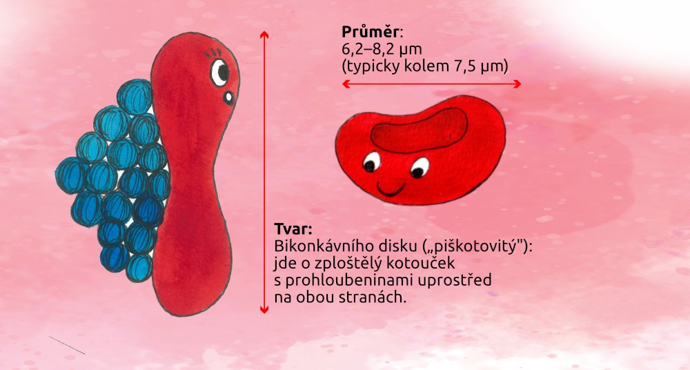 Ilustrace červené krvinky s bikonkávním tvarem - průměr 6,2–8,2 μm, tvar zploštělého kotouče s prohloubeninami na obou stranách